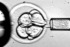 Adult Stem Cells Can Develop and Replicate Like Embryonic Stem Cells