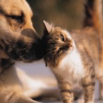 Top 5 Benefits of Owning a Pet