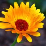 Herbs for Better Health